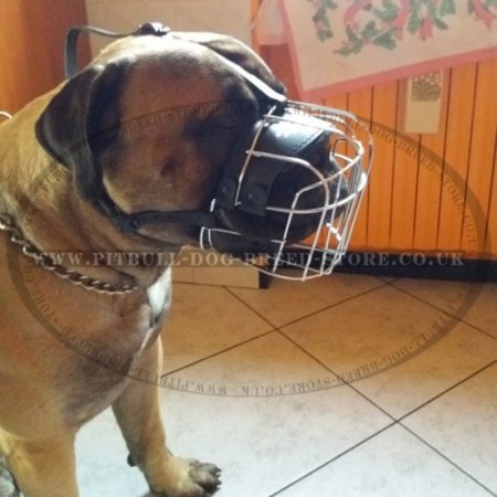 Wire Dog Muzzle for Pitbull and Staffy, Perfectly Ventilated
