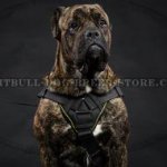 Dog Harness for Cane Corso of Nylon with Padded Chest Plate