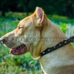 Shiny Dog Collar with a Row of Spikes for Pitbull