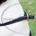 Leather Choke Dog Collar for Amstaff Obedience
