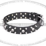 Pitbull Collar FDT Artisan "Jolly Roger's Spikes" and Skulls