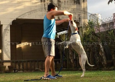 Amstaff Training Jute Bite Tug for Young Dogs