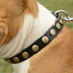 Soft Leather Dog Collar for Amstaff with Brass Decoration