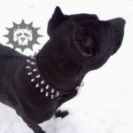 Pitbull Collar Spiked with Nickel-Plated Barbs, Nylon