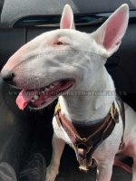 Leather Dog Harness for Bull Terrier Walking, Training, Tracking_2
