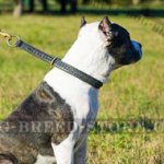 Leather Choke Collar of Braided Design for Active Pitbulls