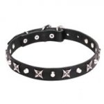 Leather Pitbull Collar with Nickel-Plated Stars and Cones