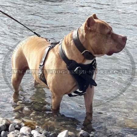 Bestseller! Pitbull Leather Harness for Agitation and Work