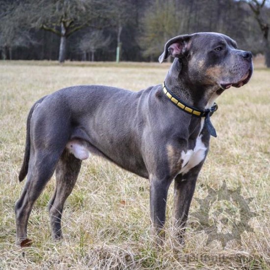 Brass Studded Dog Collar of Natural Leather with Buckle