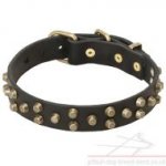 Quality Dog Collar with Brass Pyramids for Amstaff, Bull Terrier