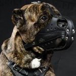 Best Type of Muzzle for Cane Corso Work and Training