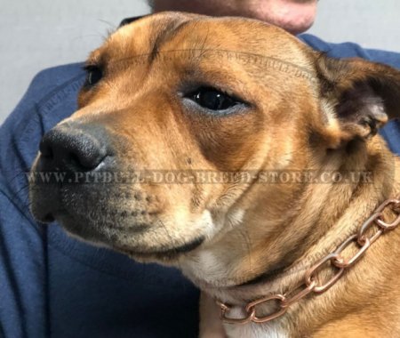 Stylish Chain Collar for Staffordhire Bull Terrier