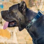 Cane Corso Mastiff Collar Leather with Nickel Cones and Plates