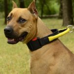 Best Dog Collar for Amstaff of Nylon with Handle