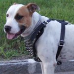 Spiked Dog Harness for English Staffy with Padding