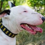 Gorgeous Dog Collar for Bull Terrier, Wide Leather, Brass Plates