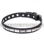 Staffy Leather Dog Collar "Refined Classic" FDT Artisan