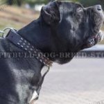 Cane Corso Dog Collar Leather with Spikes and Studs