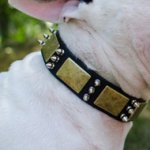 Dog Collar Leather for Bull Terrier with Brass Spikes and Plates