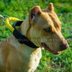 Nylon Quick Release Collar with Handle for Pitbull