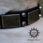 Bull Terrier Collar of Real Leather with Nickel Plates and Studs