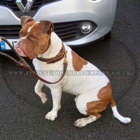 Smart Braided Leather Dog Collar for Staffy and Pitbull
