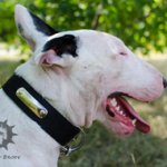 Dog Collar Name Plate for Bull Terrier Identification, Nylon