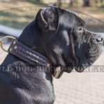 Thick Collar for Cane Corso, Double Leather with Braids
