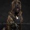 Cane Corso Dog Harness Leather with Spikes