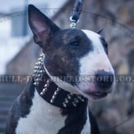 Spiny 3 Inch Dog Collar for Bull Terrier Walks