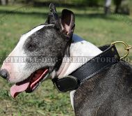 Wide Leather Dog Collar for Bull Terrier | Agitation Dog Collar
