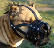 Leather Amstaff Muzzle Softl Padded