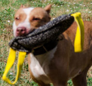 Dog Bite Tug for Pitbull, Staffy Training | French Linen Tug