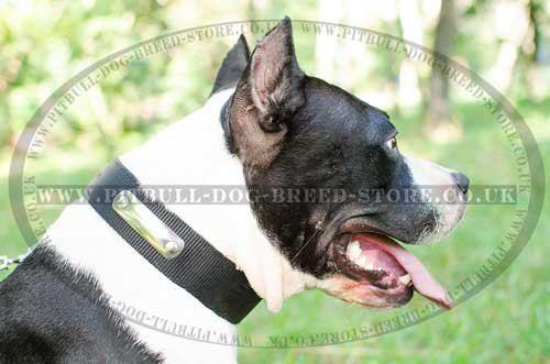 Dog Collar Name Plate