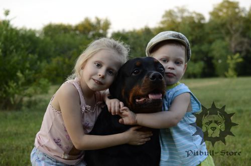 Dog Plays with Children