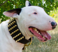 Extra Wide Leather Dog Collar for Bull Terrier with Brass Spikes