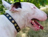 Customized Dog Collar Leather with Round Studs for Bull Terrier