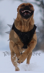 Large Dog Harness UK | Presa Canario BEST 