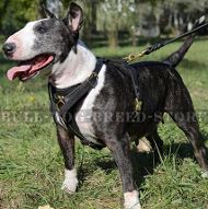 Leather Harness for Bull Terrier Walking