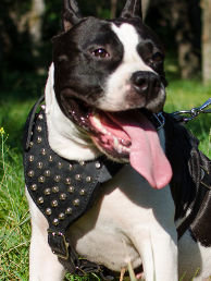 Walking Dog Harness for Staffy | Studded Dog Harness, Leather