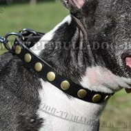 Elegant Dog Collars for English Bull Terrier Style