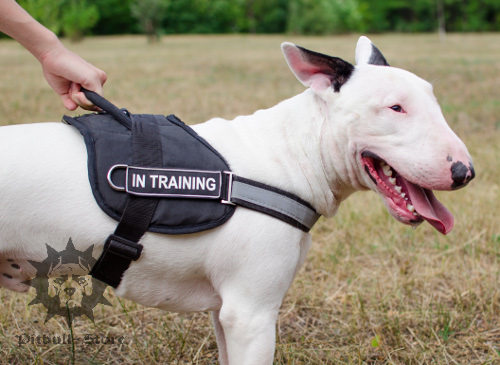 dog harnesses