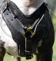 Bull Terrier Harness