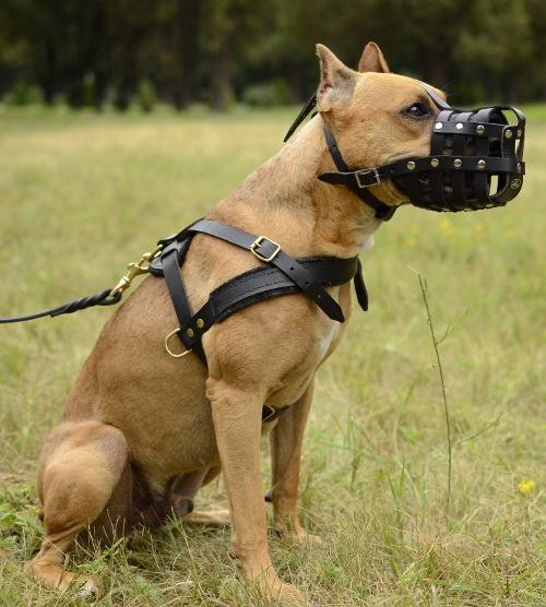 pitbull leather muzzle