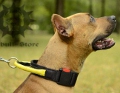 Pitbull Nylon Collar