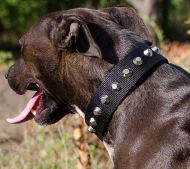 SBT Nylon Dog Collar with Nickel Pyramids