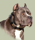 Pitbull Dog Collar from Designers of Natural
        Leather
