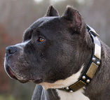 Pitbull Dog collar with Studs and Plates