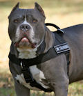 No Pull Dog Harness for Pitbull