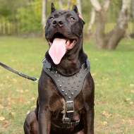 Pitbull Leather Dog Harness of Large Size with Spikes